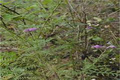 Cyathocline purpurea